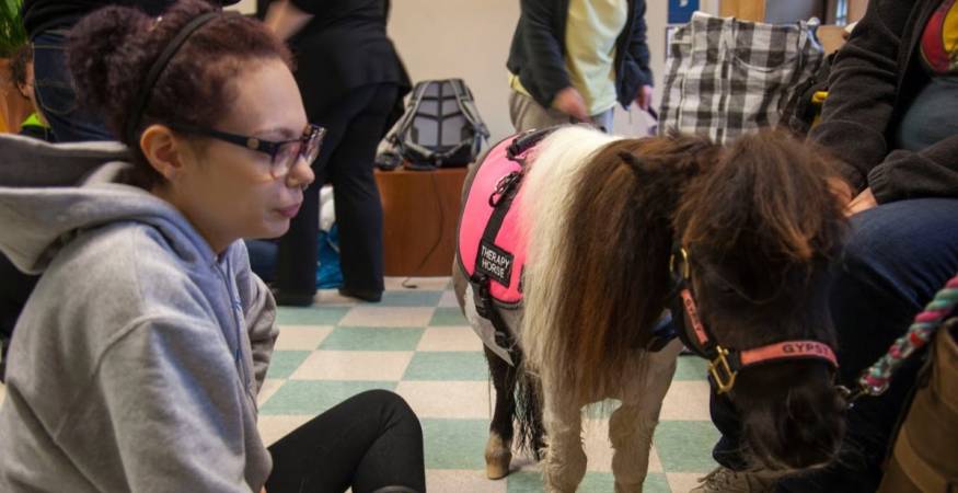 students pet pony to reduce stress